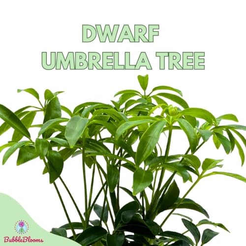 BubbleBlooms Schefflera Arboricola in a 4 inch Pot Dwarf Umbrella-Tree, Octopus Plant