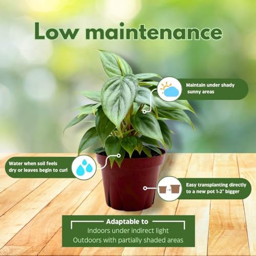 BubbleBlooms Philodendron Sodiroi Ornatum Silver, Silver-Leaf Philo in 4 inch Pot