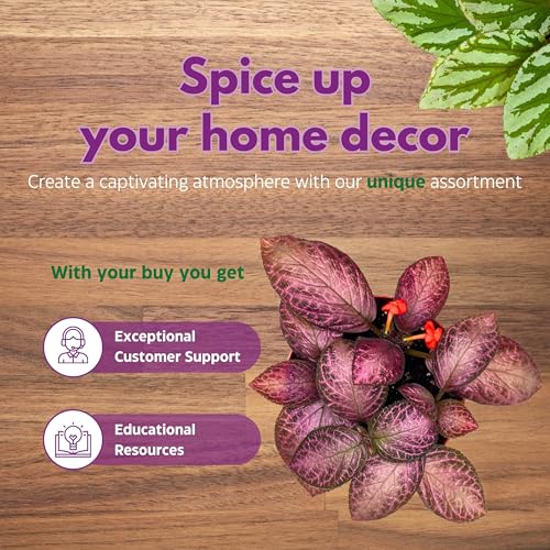 Harmony Foliage Episcia Alice's Aussie Pink Flame Violet 4 inch