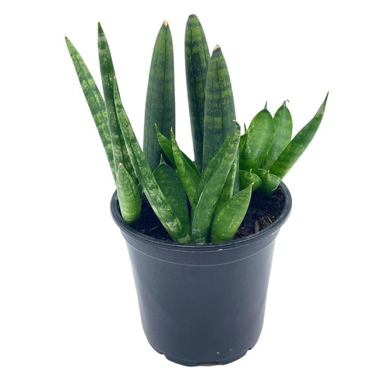 Sansevieria Cylndrica Boncel Starfish Snake Plant, Cylindrical Snakeplant, 4 inch Pot,