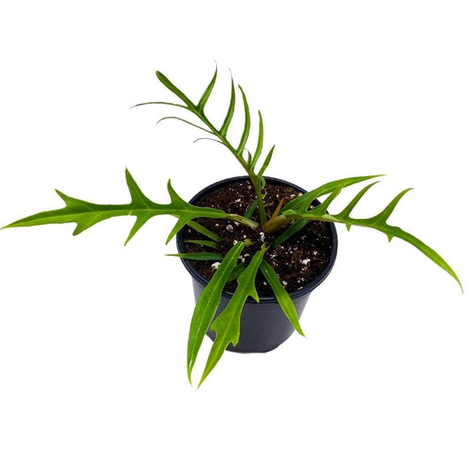 Philodendron Tortum, 4 inch Corkscrew Philo