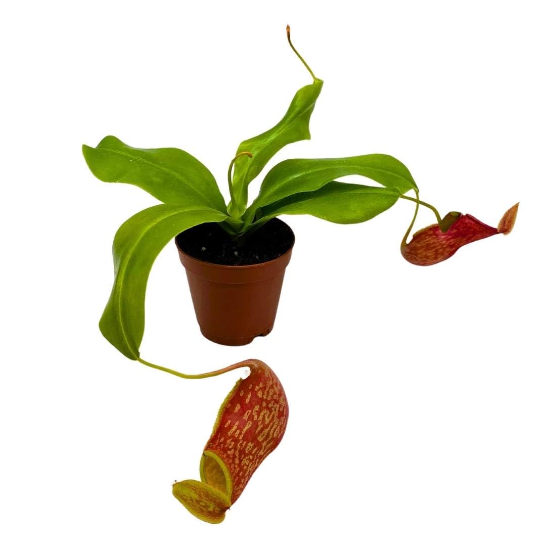 BubbleBlooms Carnivorous Plant Nepenthes Gaya 2 inch