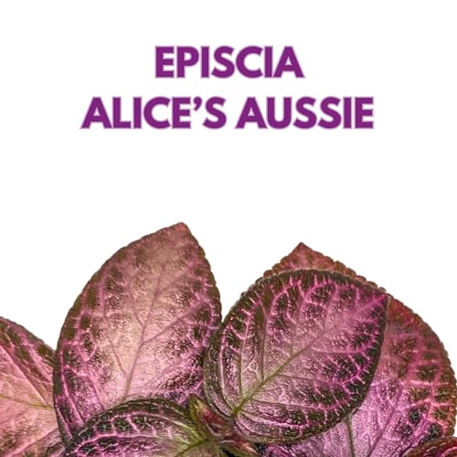 Harmony Foliage Episcia Alice's Aussie Pink Flame Violet 4 inch