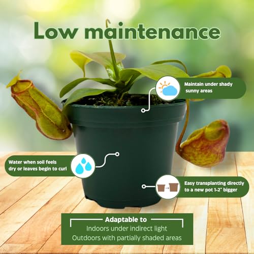 BubbleBlooms Carnivorous Plant Winged Pitcher Nepenthes Gaya in a 3 inch Pot