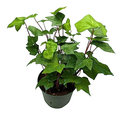 BubbleBlooms Algerian Ivy, Canary Island Ivy, Canary Ivy, Coney Island Ivy, Madeira Ivy in 6 inch Pot