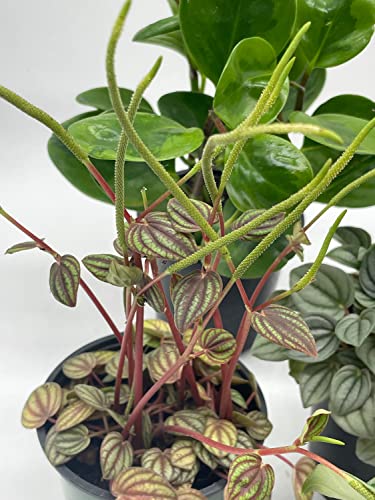 BubbleBlooms Peperomia Assortment Set, 6 Different peperomias in 4 inch pots Grower's Choice May Include Watermelon, Marble, Ripple, Rosso