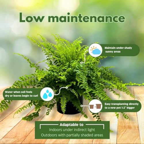 BubbleBlooms Boston Fern, in a 6 inch Pot, Nephrolepis exaltata,