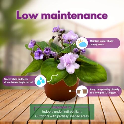 Harmony Foliage African Violet Smokey Moon 4 inch Gesneriad