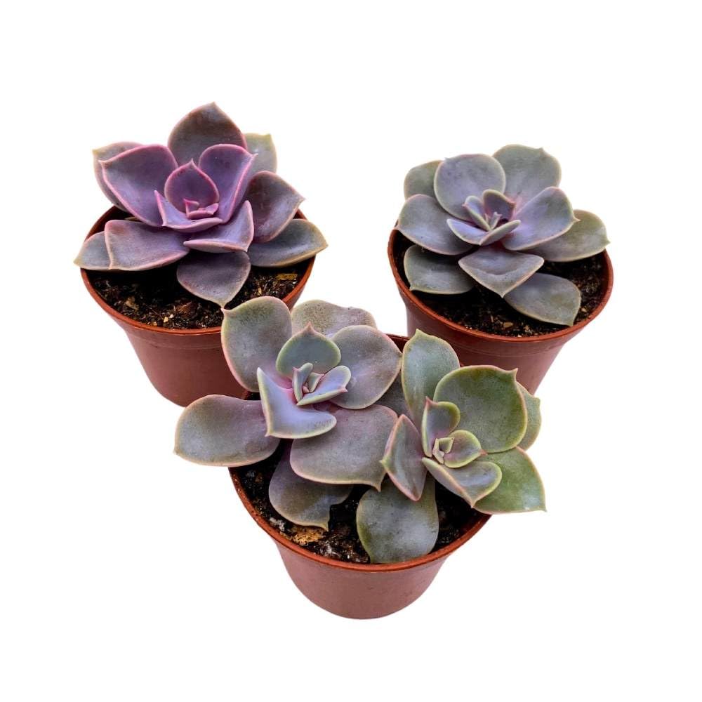 Echeveria Purple Pearl, 2 inch Set of 3, Perle von Nurnberg gibbiflora Tiny Mini Pixie Succulents