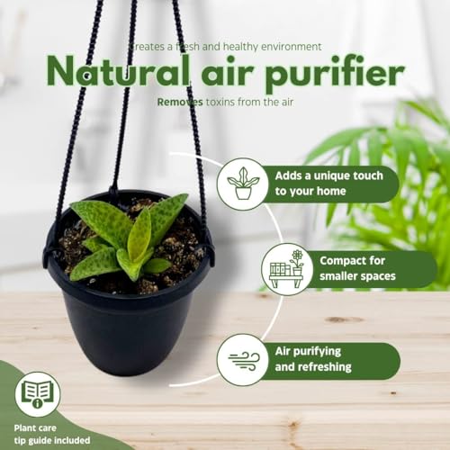 BubbleBlooms Variegated Silver Squill Leopard Lily Ledebouria Socialis, Hanging Basket