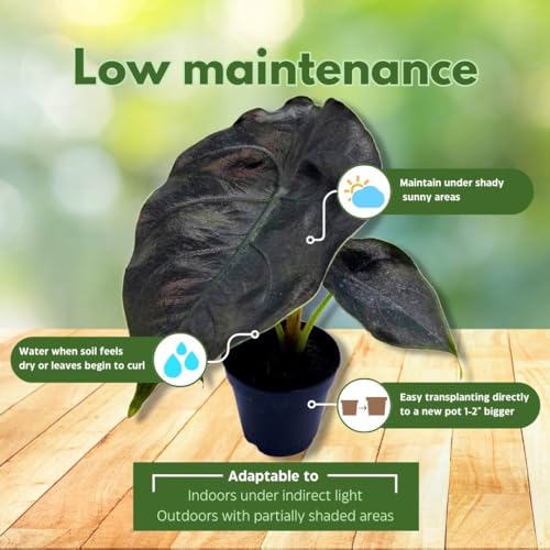 BubbleBlooms Alocasia Red Mambo, Alocasia Azlanii, Elephant Ear in 2 inch Pot
