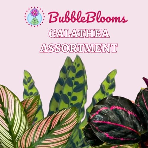 BubbleBlooms Calathea Assortment Set, 4 inch pots, Set of 3, Prayer Plant Variety, Great Indoor Houseplants, Rattlesnake, Stella, Medallion, Vittata