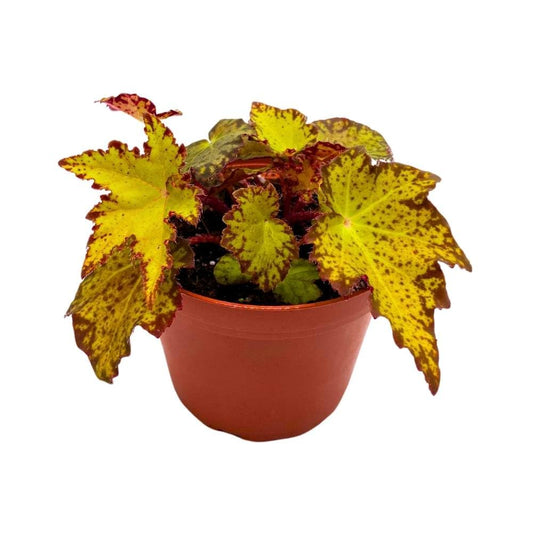 Begonia Little Beaver Rhizomatous 4 inch Yellow Jagged Leaves