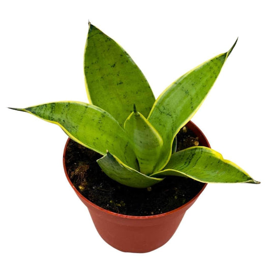 BubbleBlooms Sansevieria Silver Marginata in a 4 inch Pot