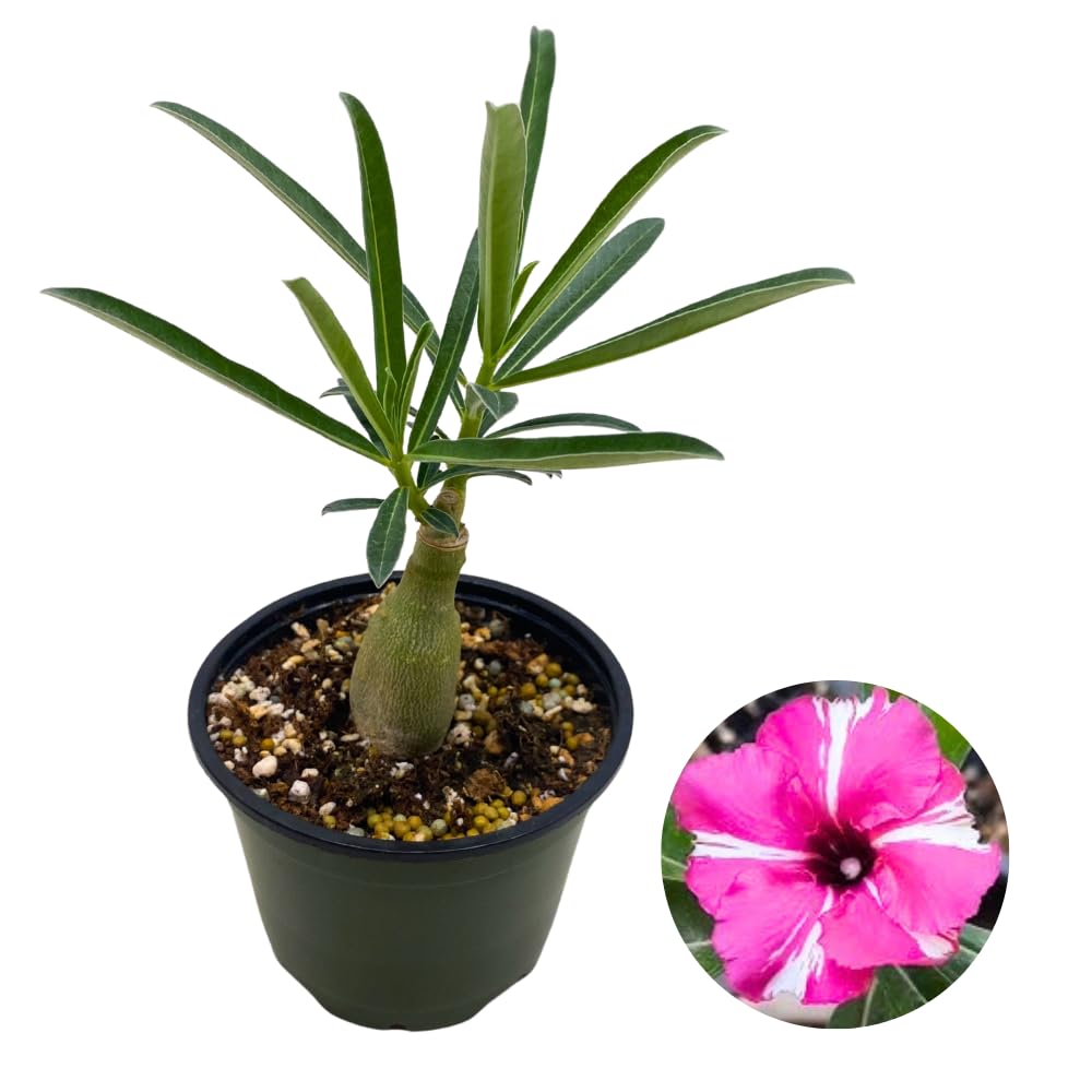 BubbleBlooms Desert Rose Purple Medal in a 4 inch Pot Extremely Rare Flower