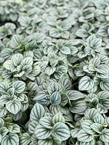 Generic Emerald Ripple Peperomia, Emerald Ripple Pepper, Platinum, Ivy-Leaf Peperomia, Green Ripple Peperomia, Peperomia caperata Yunck,4 inch Small