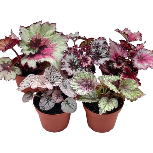 BubbleBlooms Harmony's Begonia Rex Assortment, Cold Pastel Winter, 4 inch, Set of 5