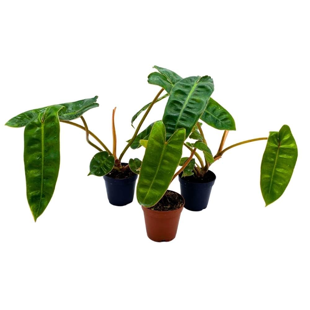 Philodendron billietiae 2 inch Set of 3 Washboard Abs Philo Billie Tiny Mini Pixie Plants