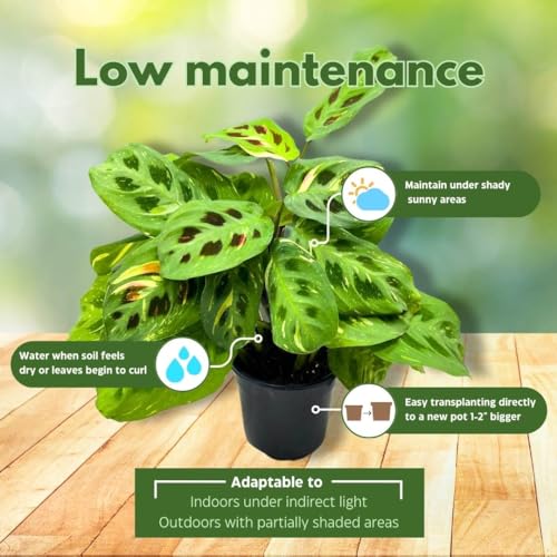 BubbleBlooms Maranta Green, 4 inch Rabbit Tracks, Kerchoveana Leuconeura Green Prayer Plant