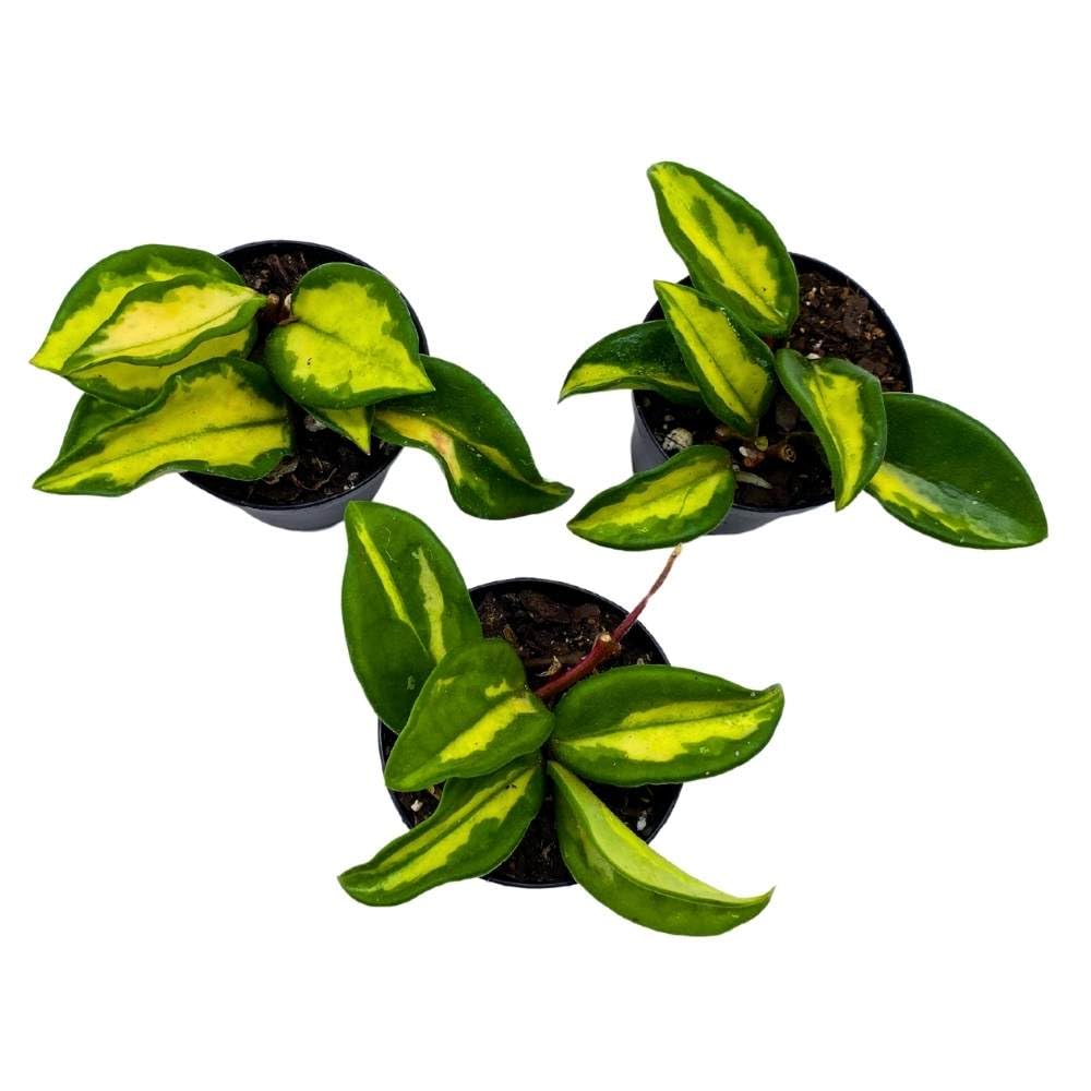 Hoya Exotica Krimson Princess 2 inch Set of 3 Variegated Wax Plant Porcelain Flower Tiny Mini Pixie Plants