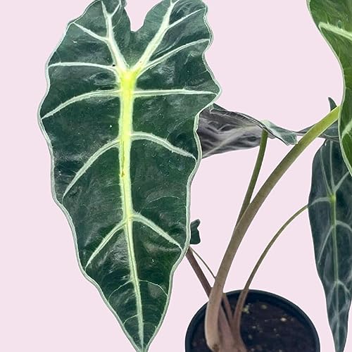 BubbleBlooms Alocasia African mask, 4 inch amazonica Polly