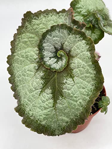 Begonia Escargot, Painted-Leaf Begonia, 4 inch, Escargot Variegation