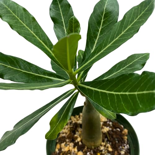 BubbleBlooms Desert Rose Golden Faith in a 4 inch Pot Extremely Rare Flower