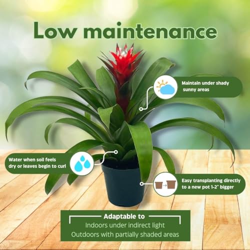 BubbleBlooms Red Bromeliad in a 4 inch Pot Guzmania monostachia