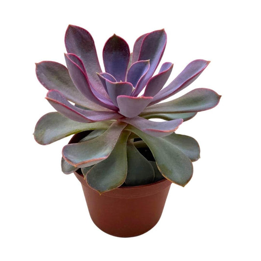 BubbleBlooms Echeveria Purple Pearl in a 3 inch Pot