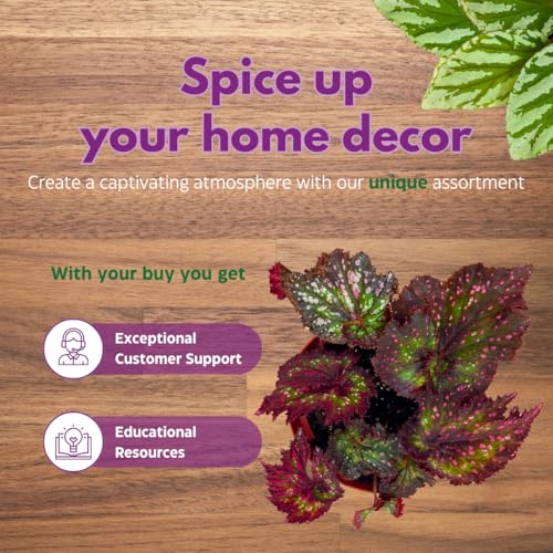 Harmony Foliage Harmony's Voodoo Queen 6 inch Purple Green Spiral Pink Spots