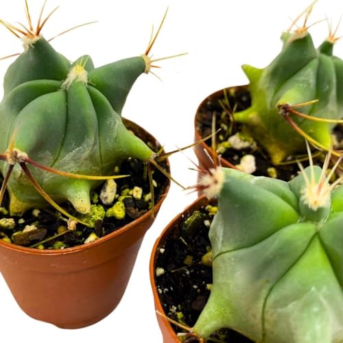 BubbleBlooms Ferocactus Emory's Barrel Cactus, 2 inch Set of 3, Coville's echidne Tiny Mini Pixie Plants