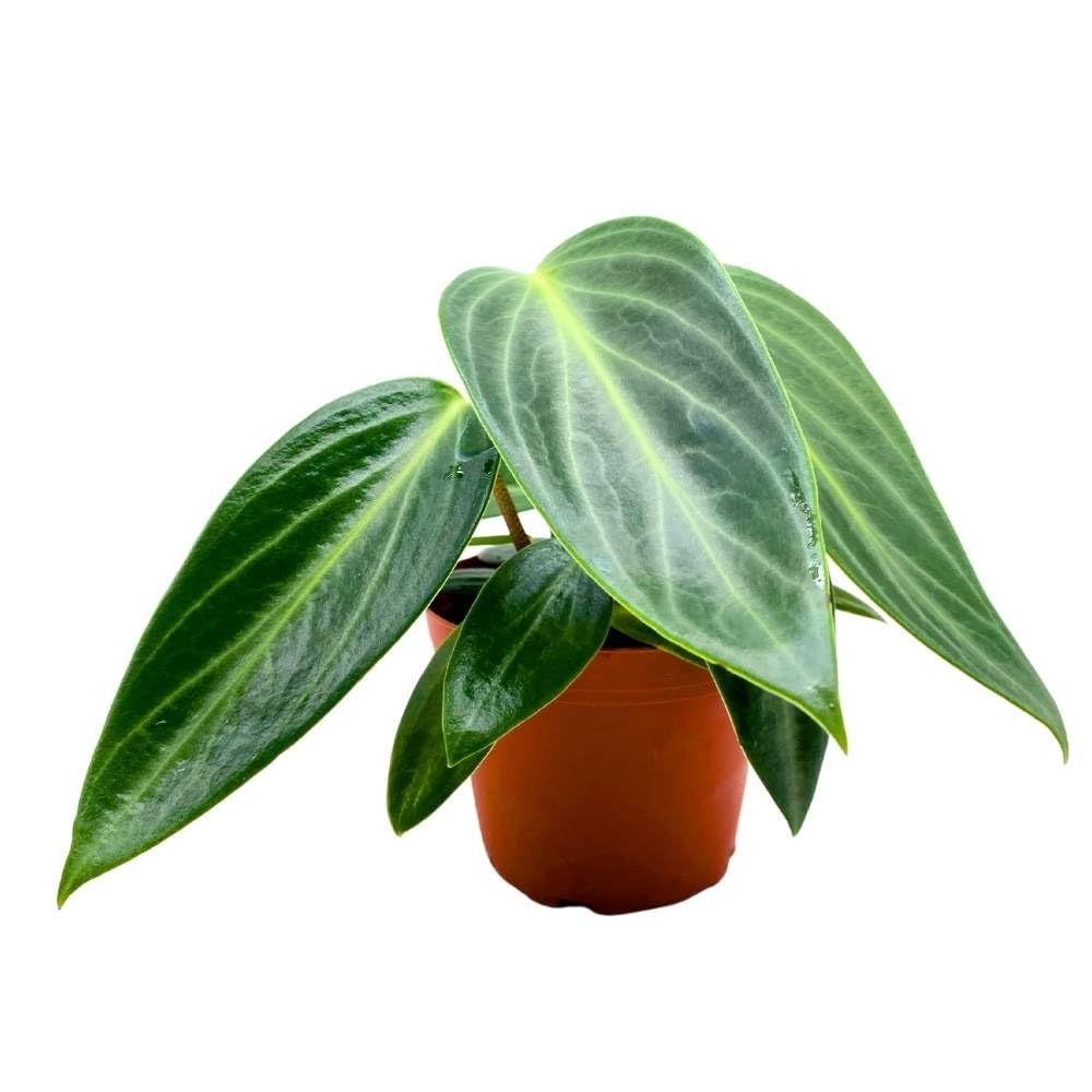 Harmony Foliage Peperomia Maculosa, Spotted-Stalked Pep, Monster Peperomia