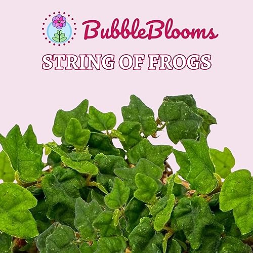 BubbleBlooms String of Frogs, in a 2 Inch Pot, Frog Feet Plant, Ficus pumila Quercifolia, Oakleaf Tiny Mini Pixie Plant