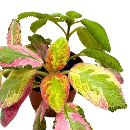 Harmony Foliage Episcia Picasso Rare Variegated Flame Violet Flowering Gesneriad
