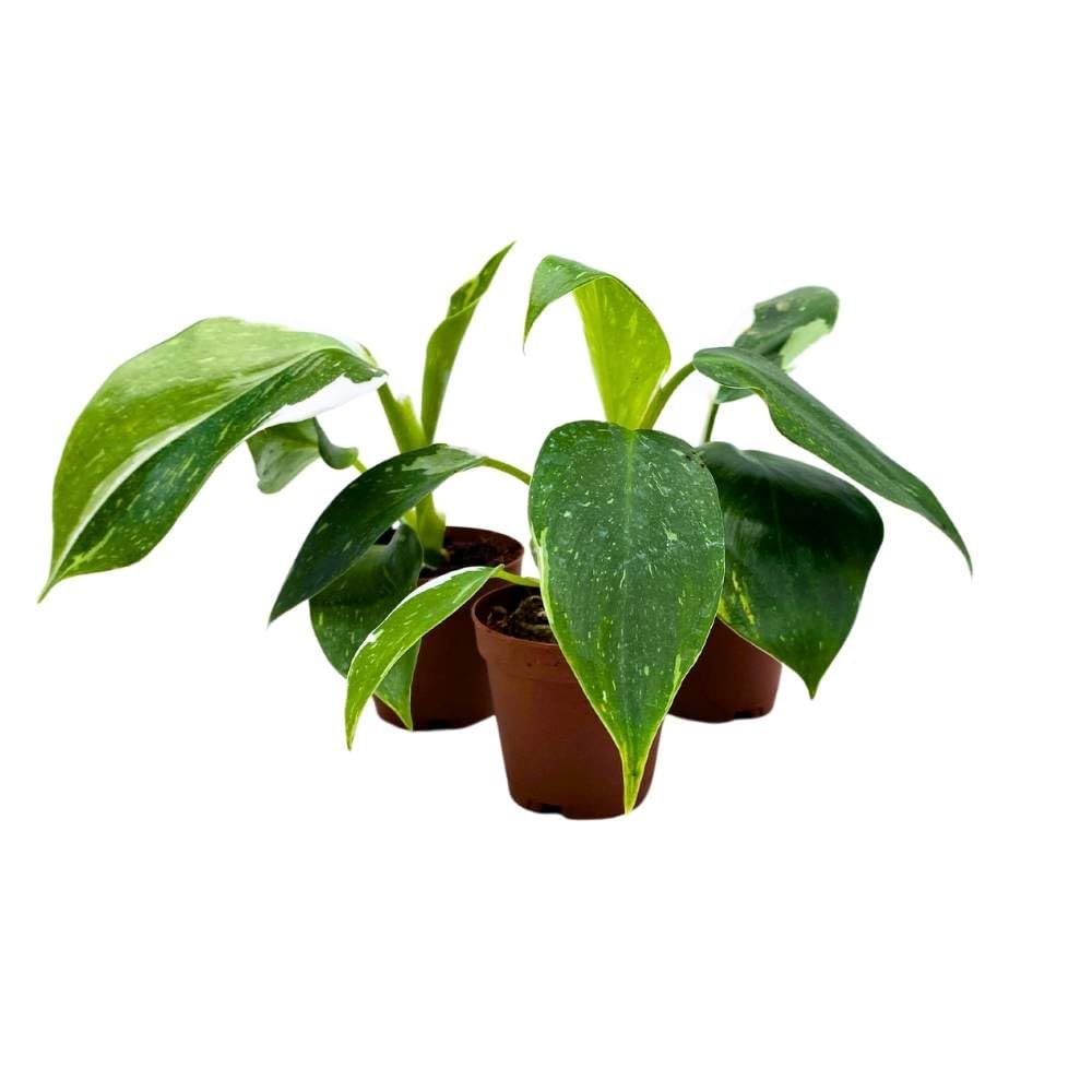 Philodendron White Wizard 2 inch Set of 3 Rare Variegated Philo Tiny Mini Pixie Plants