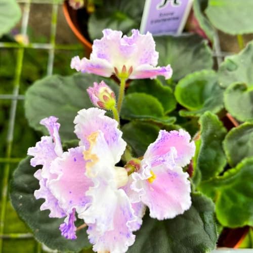 Snow Edelweiss African Violet, 4 inch, Gesneriad Light Pink Variegated Flower with Purple Flush