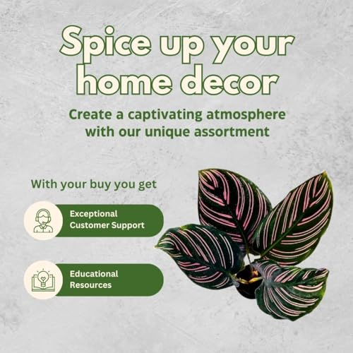 BubbleBlooms Calathea Ornata, Pinstripe Plant, Zebra Plant, Cathedral Plant, Peacock Plant in 2 inch Pot