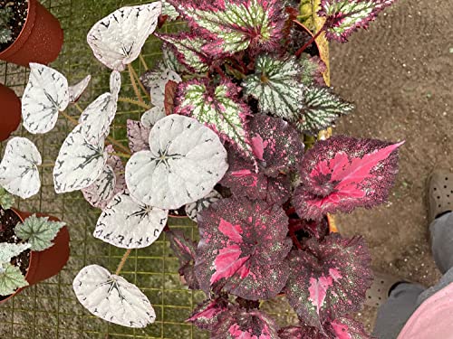 BubbleBlooms Harmony's Large Begonia Variety Assortment, 3 Different Begonia Rex in a 6 inch Pot, Begonia rex