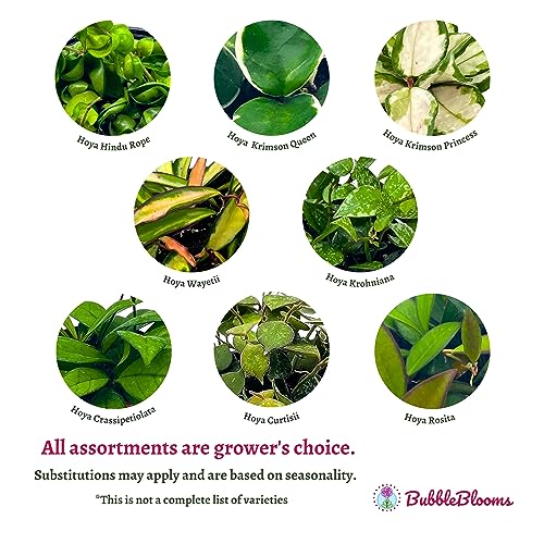BubbleBlooms Hoya Variety Assortment 2 inch Set of 4 Grower's Choice Live Potted Premium Collection