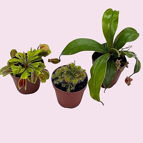 BubbleBlooms Carnivorous Plant Assortment Set, 3 Different Plant Species in 2 inch Pots