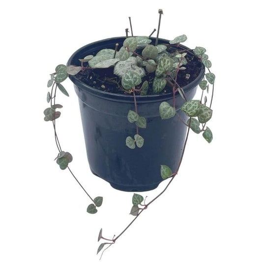 String of Hearts, Ceropegia woodii, in a 4 inch Pot