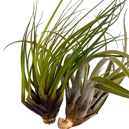 BubbleBlooms Large Tillandisa Assorment, Set of 2 Large-Sized Bare-Root airplants