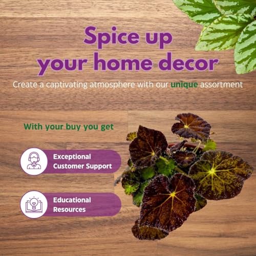 Harmony Foliage Begonia Night Eyes 4 inch Rhizomatous