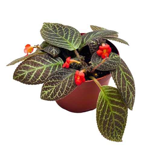 Harmony Foliage Episcia Longwood Gardens Flame Violet 6 inch