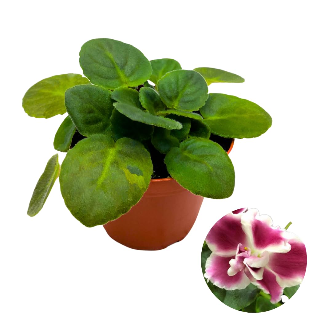 Harmony Foliage African Violet Frosty Cherry 4 inch Red White Flower