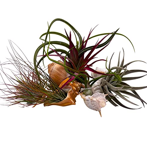 BubbleBlooms Tillandisa Assorment with Nautilus Seashells, Set of 5, Different-Sized airplants Mounted on a Conch