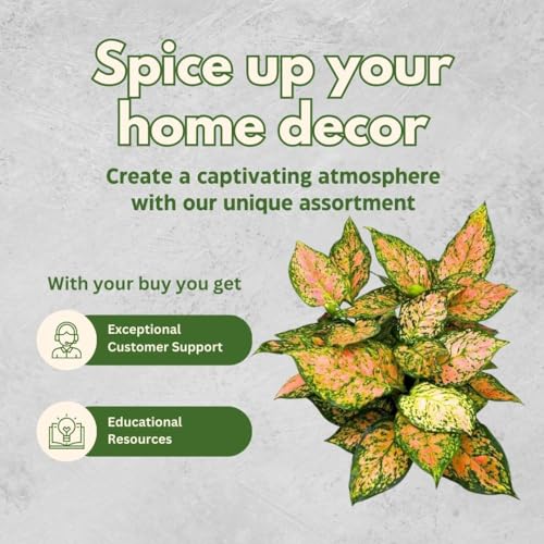 BubbleBlooms Aglaonema Pink Dalmatian 6 inch Chinese Evergreen Pink Beauty Lady Valentine