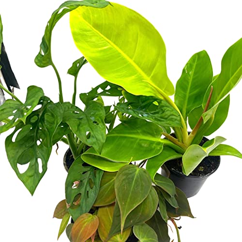 BubbleBlooms Philodendron Assortment Set, 4 inch pots, Set of 3, Indoor Houseplants Grower's Choice Variety