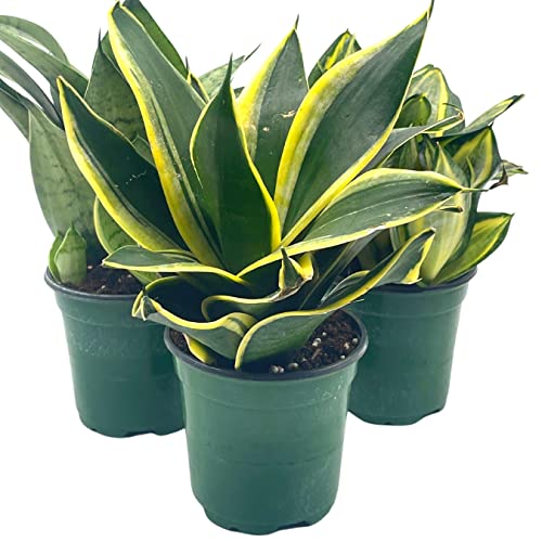 BubbleBlooms Sansevieria Trifasciata Rosette-Shaped Variegated Set of 3 in 4 inch pots, All Different Snake Plants