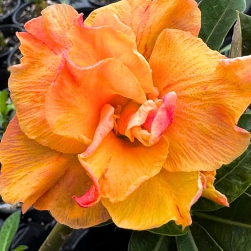 BubbleBlooms Desert Rose Peach Cobbler in a 4 inch Pot Extremely Rare Flower